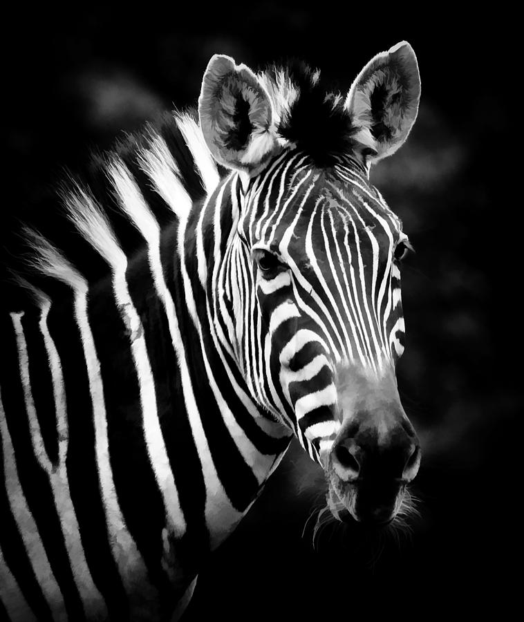 Portrait of Zebra In Black and White Photograph by Athena Mckinzie