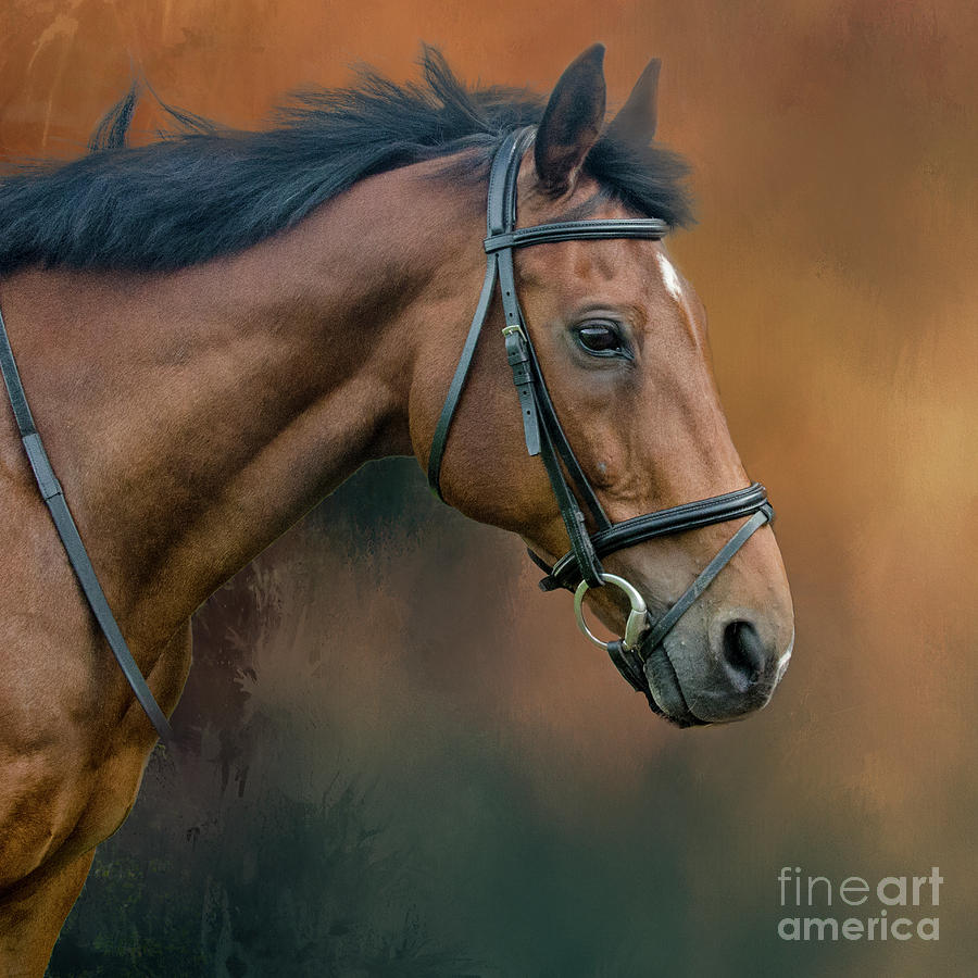 Horse Photograph - Portrait of Zi by Brian Tarr