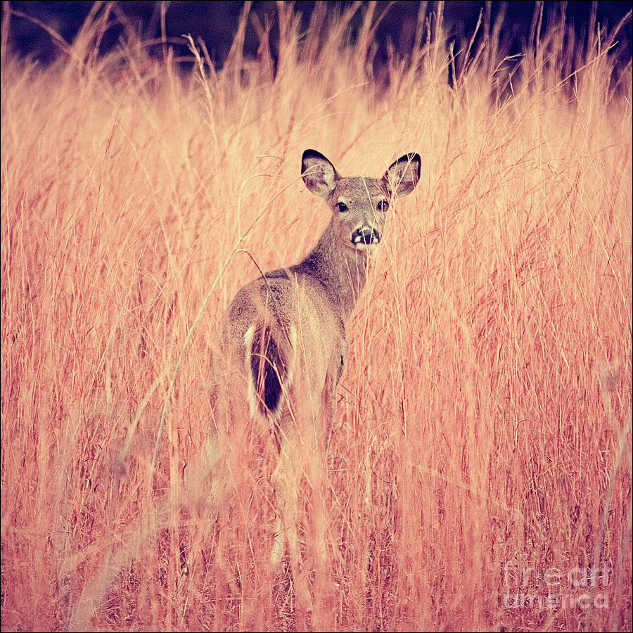 Deer Photograph - Portrait Session by Katya Horner