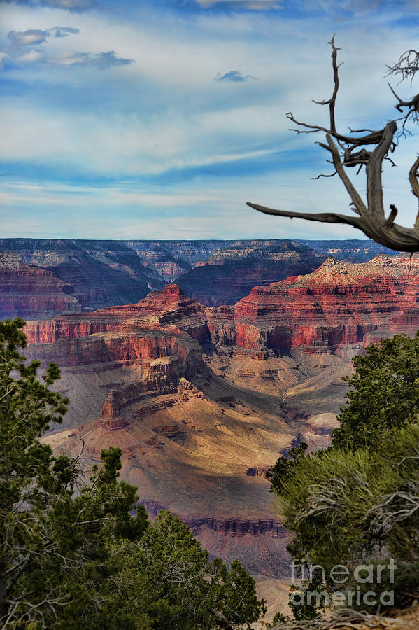 Portrait View Grand Canyon  Photograph by Chuck Kuhn
