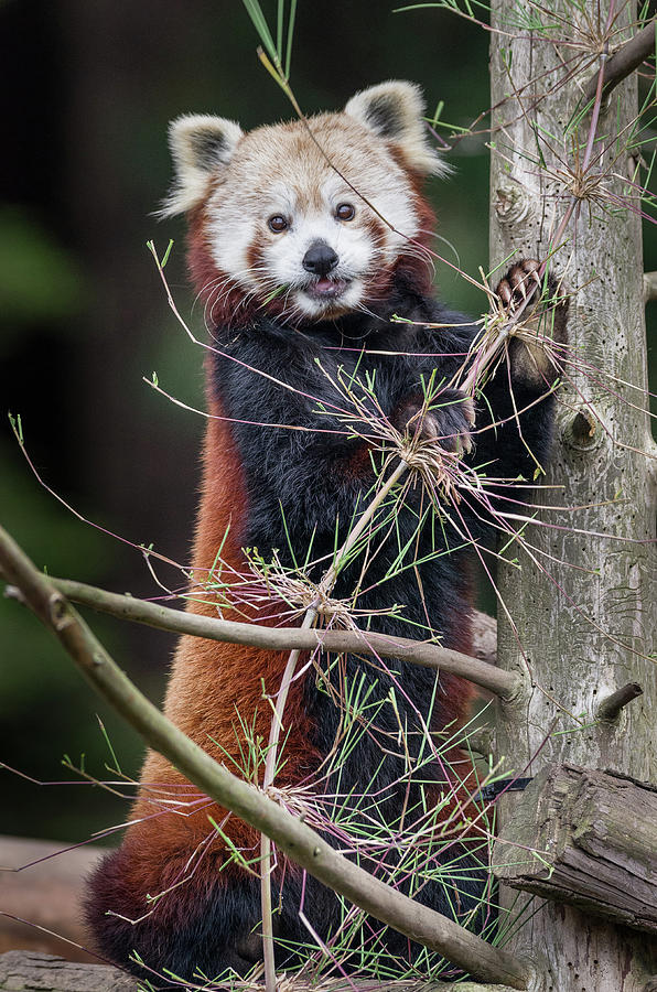 Portrat of a Content Red Panda Photograph by Greg Nyquist