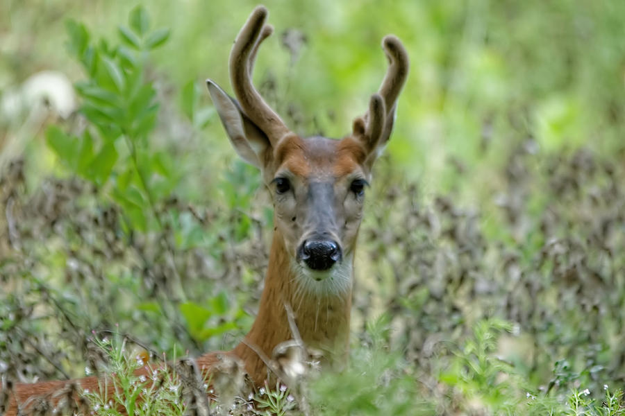 Portriat of Male Deer Photograph by Peter Ponzio