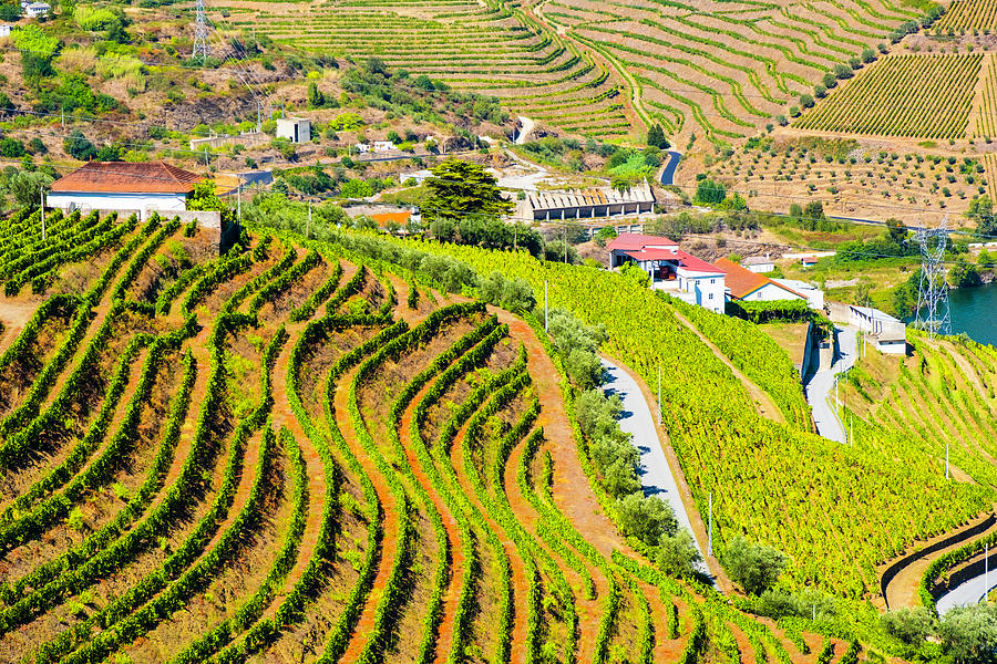 Duoro Valley Vineyard Overview 2 - Portugal Photograph by Madeline Ellis