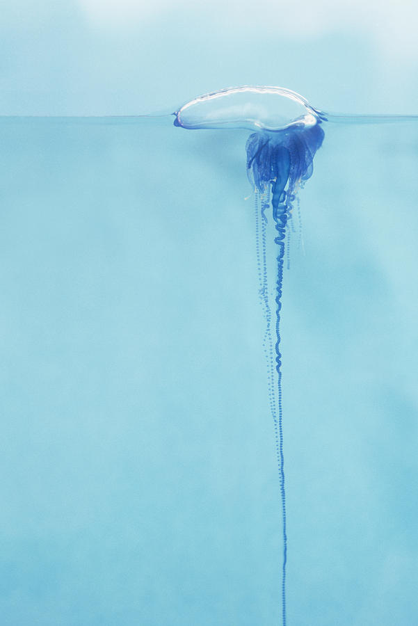 Blue Photograph - Portugese Man o War by Dave Fleetham - Printscapes