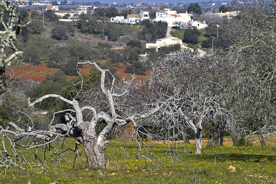 Portuguese almond plantation Photograph by Heiko Koehrer-Wagner