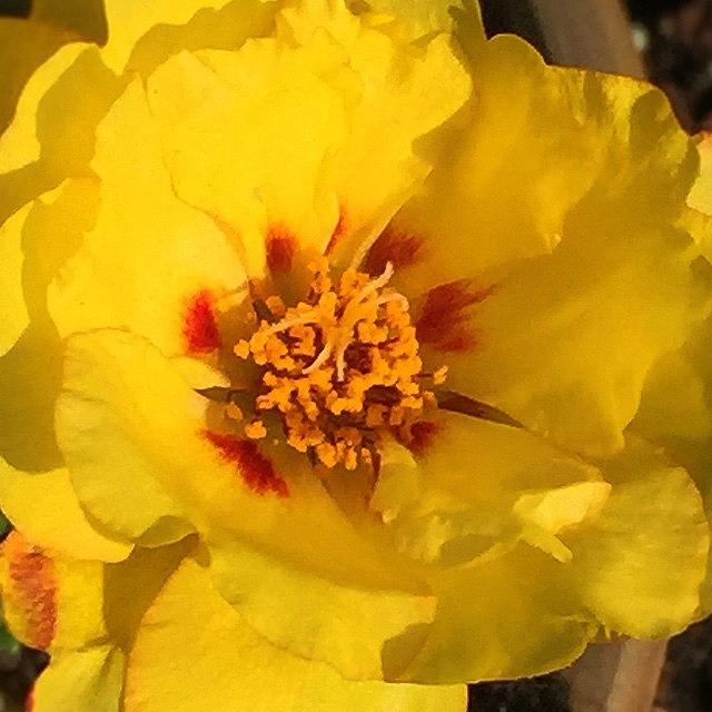 Flowers Still Life Photograph - #portulaca #yellow #flower #iphone6 by Joan McCool