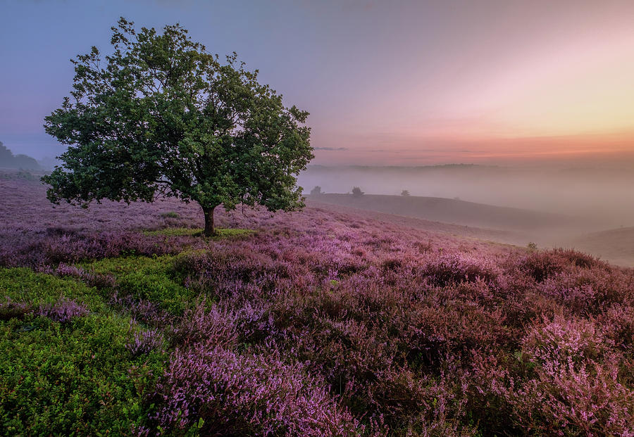 Posbank by Mario Visser Posbank by Mario Visser