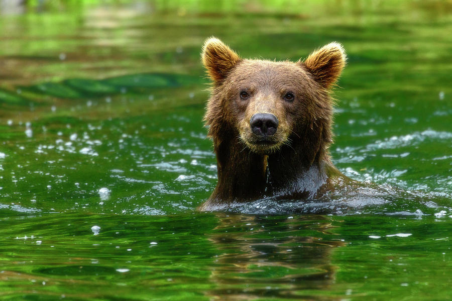 Bear Photograph - Pose by Chad Dutson