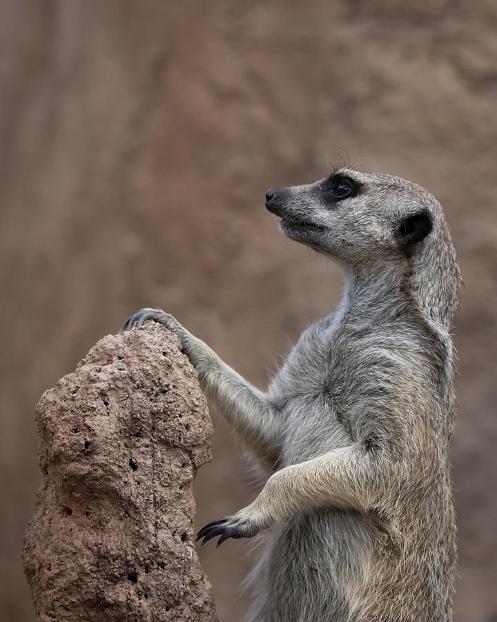 Pose of the Meerkat Photograph by Ernest Echols
