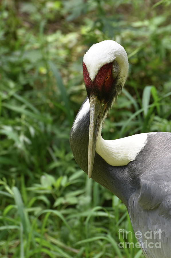 Posed and Striking White Naped Crane in the Wild Photograph by DejaVu Designs