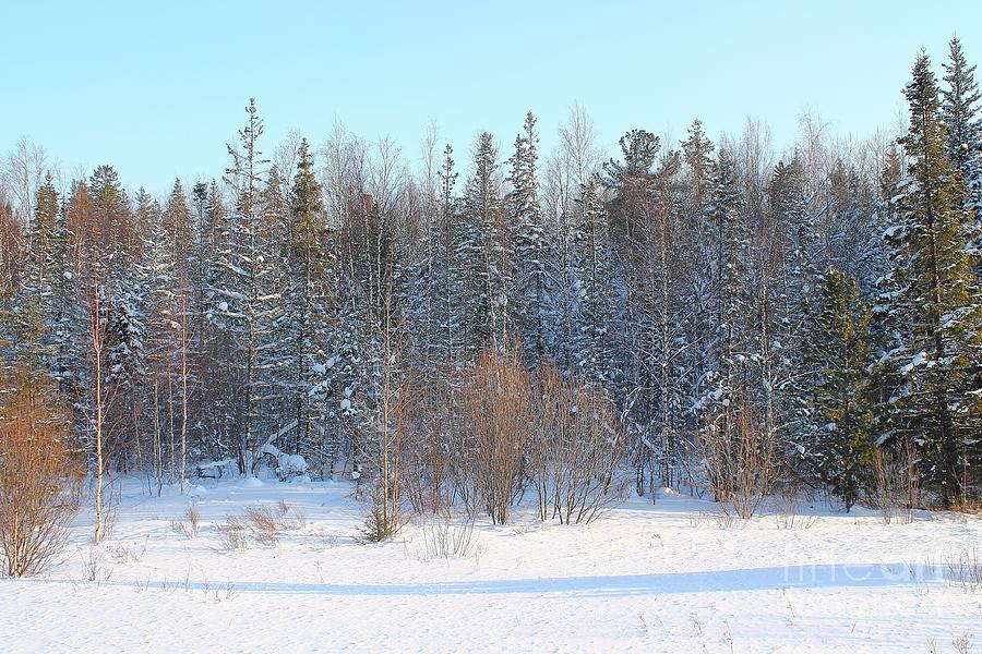 Posh Frozen Trees In Winter Photograph