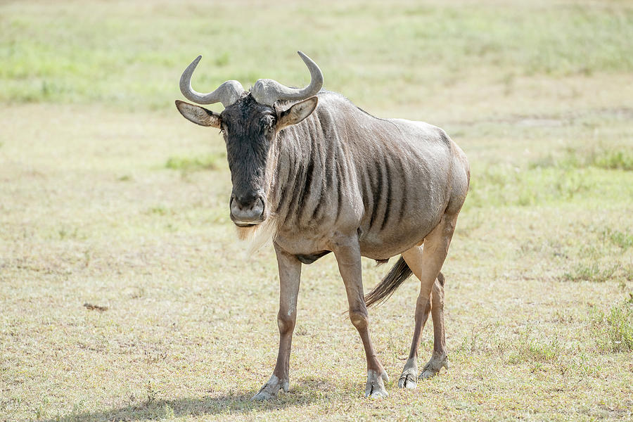 Posing at camera Blue Wildebeest in Tanzania Photograph by Marek Poplawski