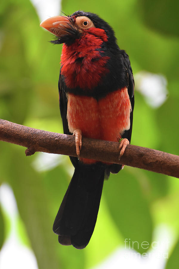Posing Bearded Barbet Bird Sitting on a Branch Photograph by DejaVu Designs