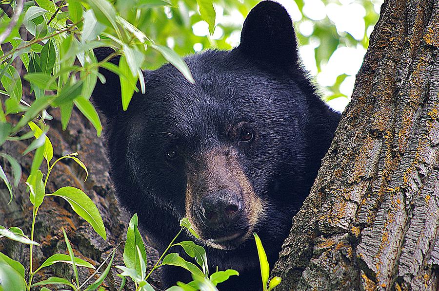 Posing Black Bear Photograph by Matt Helm