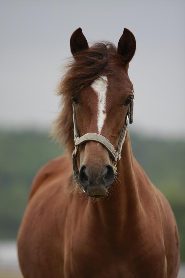 Horse Photograph - Posing by Bonnie Wemken