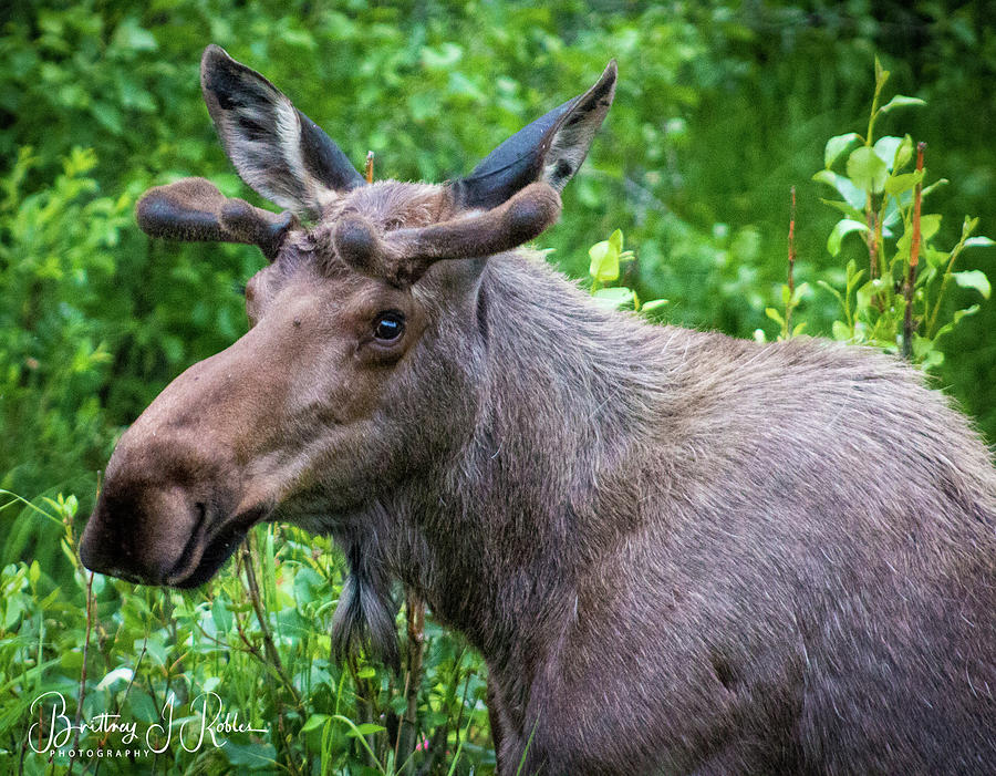 Posing Bull Moose Photograph by Brittney Robles - Fine Art America