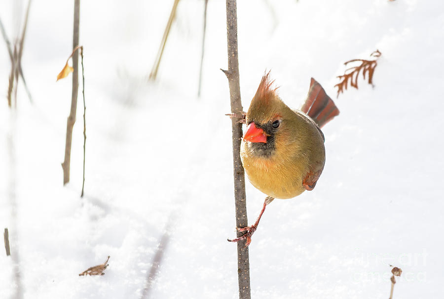 Posing Cardinal Photograph by Cheryl Baxter