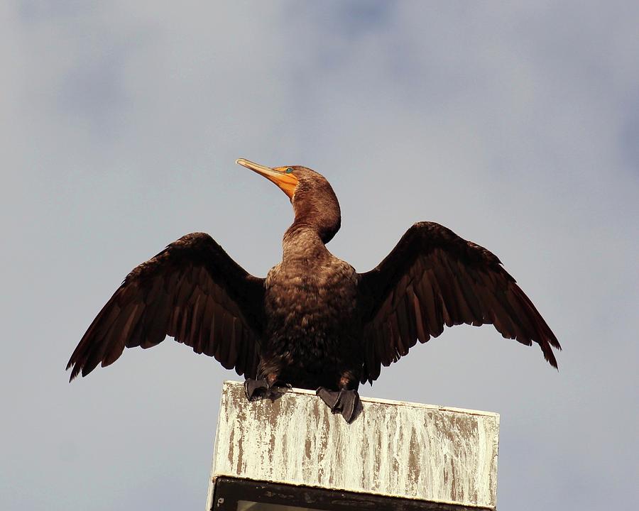 Posing Cormorant Photograph by Robert Wilder Jr