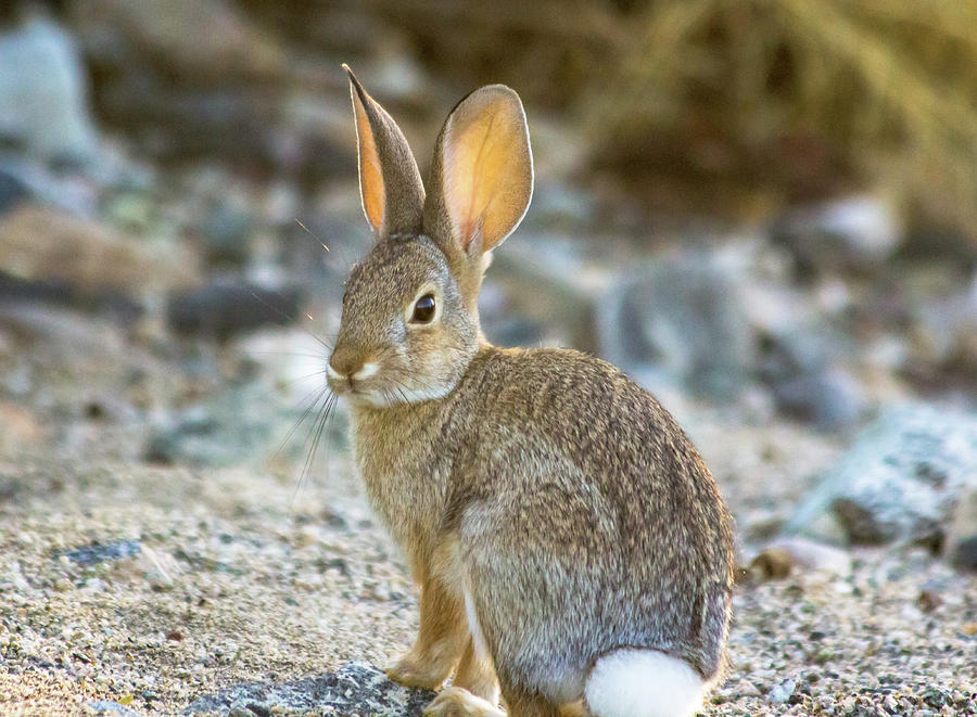 Posing Cottontail Rabbit Photograph by Amy Sorvillo - Fine Art America