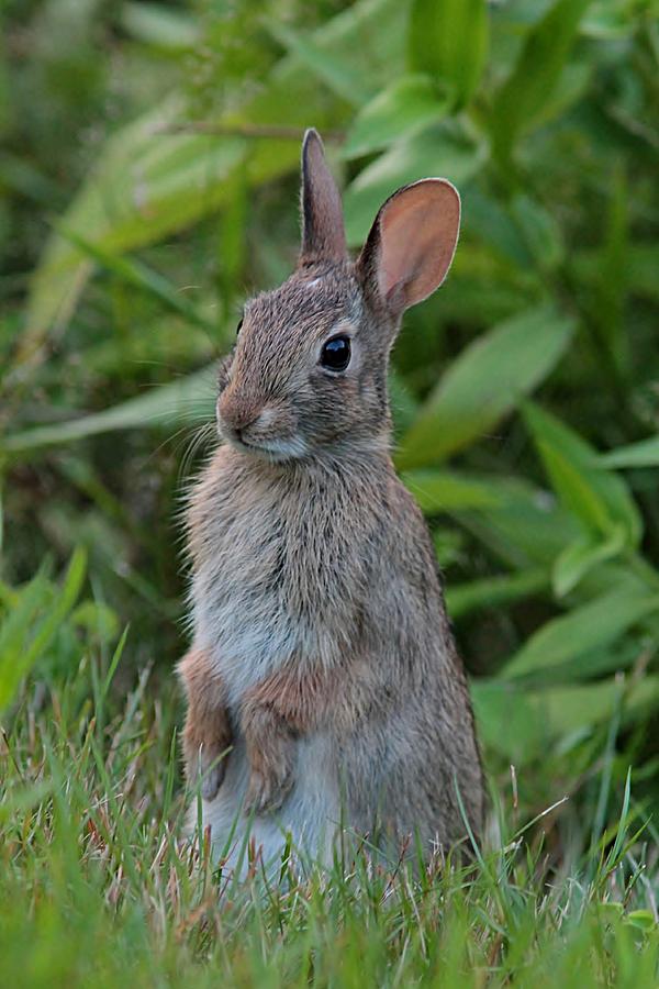 Rabbit, Bunny Rabbits, Domestic, Realistic Rubber Reproduction