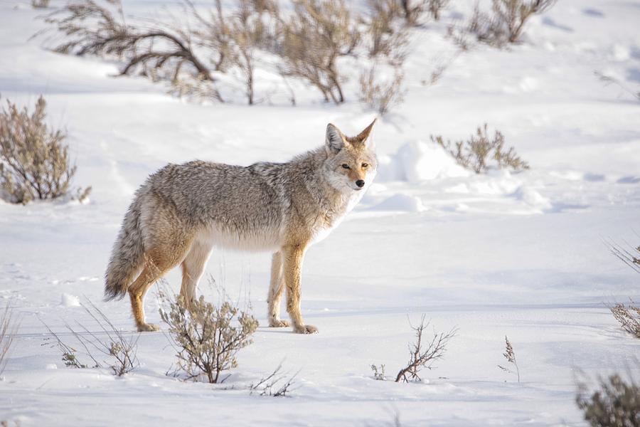 Posing Coyote Photograph by Brad Scott