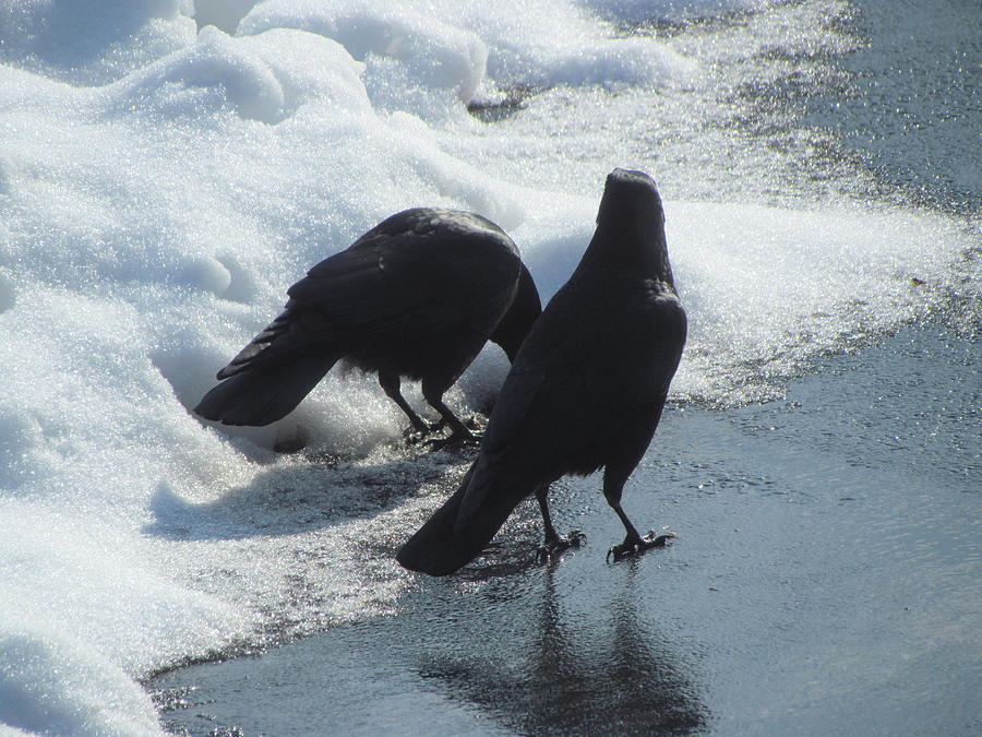 Posing Crows Photograph by Betty Pieper