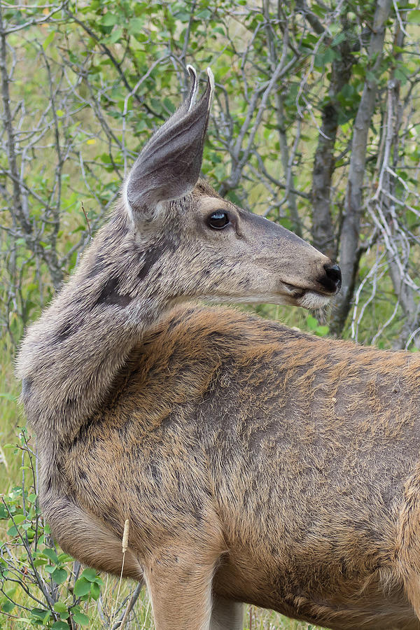 Posing Deer Photograph by Mark Little