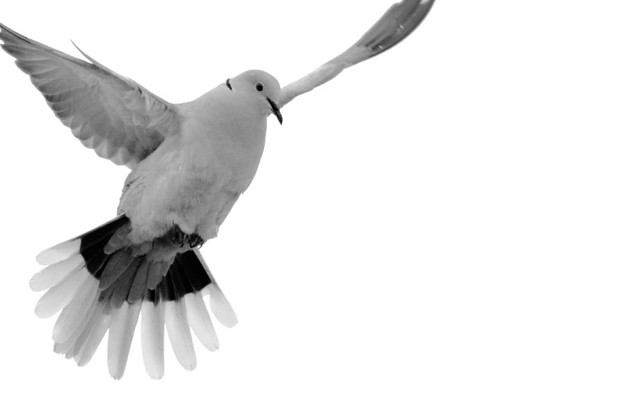 Posing Dove Photograph