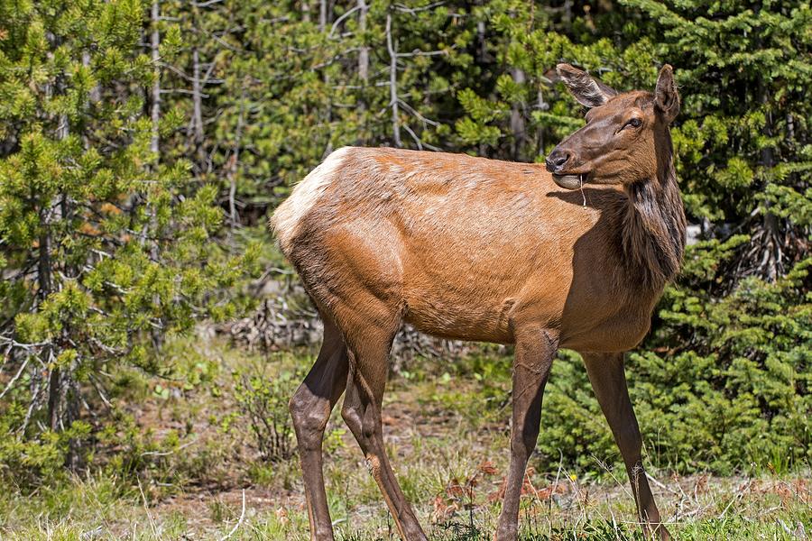Posing Elk Photograph by Willie Harper