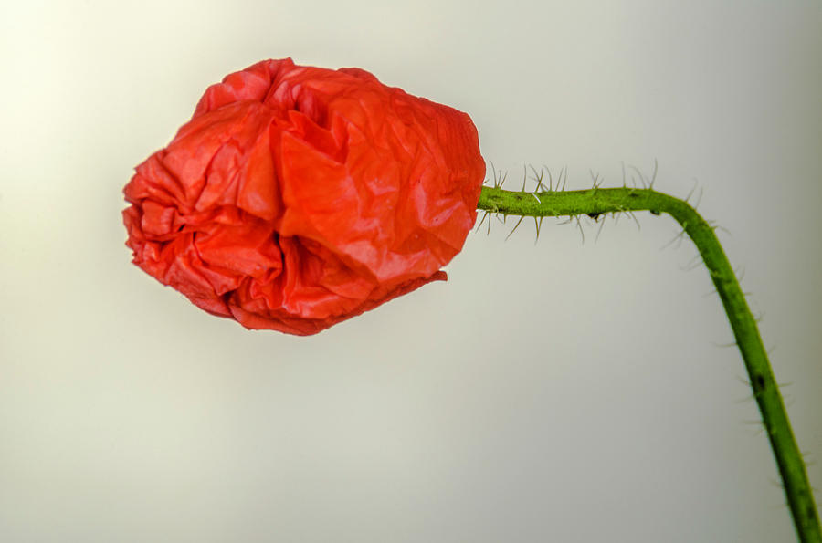Posing fire red poppy Photograph by Wolfgang Stocker