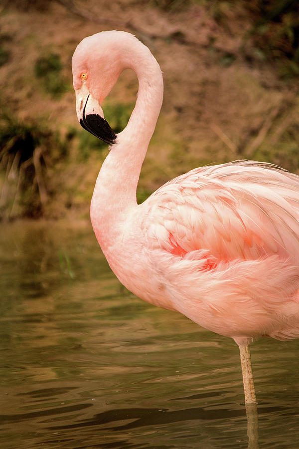 Posing Flamingo Photograph by Don Johnson