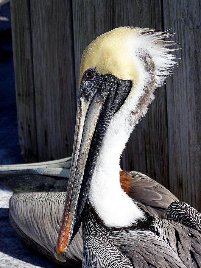 Posing for Pelican Pictures Photograph by Amanda Vouglas