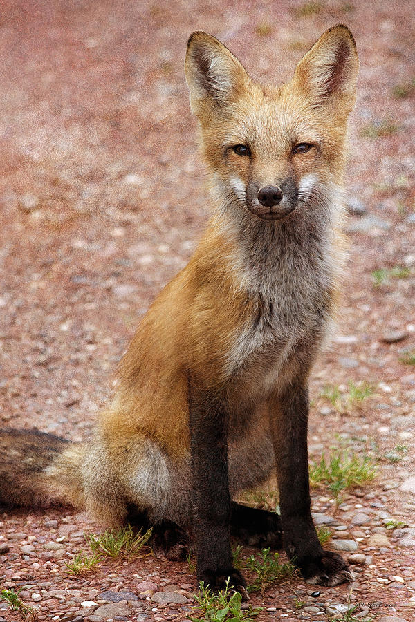 Posing Fox Photograph by WB Johnston