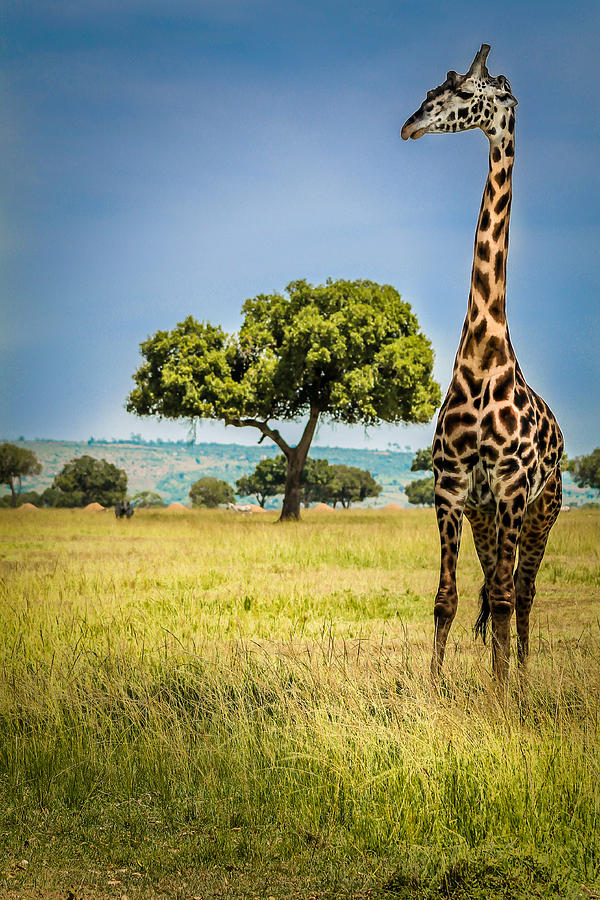 Wildlife Photograph - Graceful Giraffe by Bryan Moore