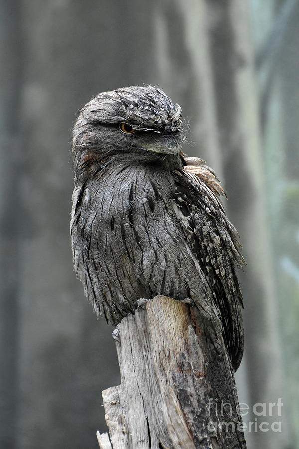 Posing Gray Tawny Frogmouth On a Wood Stump Photograph by DejaVu Designs