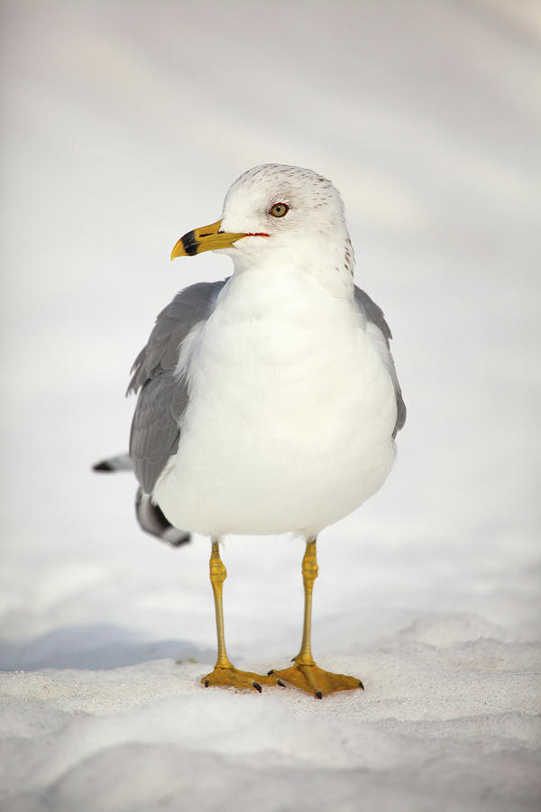 Posing Gull Photograph by Karol Livote