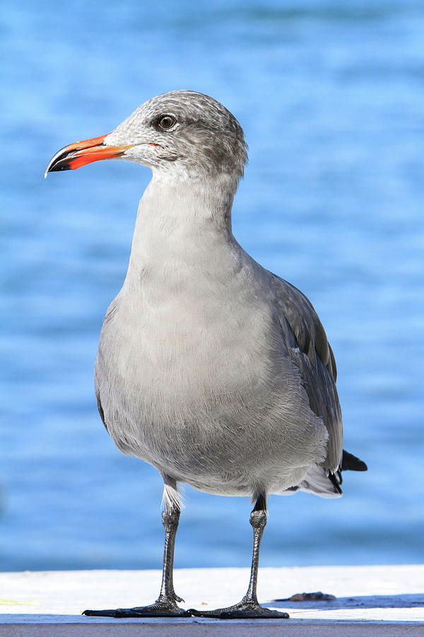 Posing Heermanns Gull Photograph by Shoal Hollingsworth