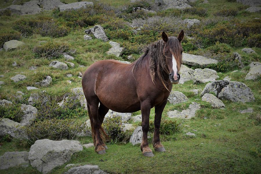 Posing Horse In The Pyrenees Photograph