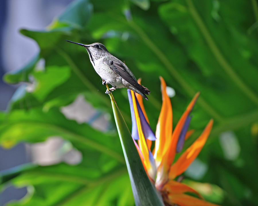 Posing Hummingbird Photograph by Denise Elfenbein