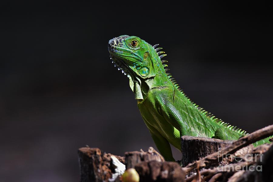 Posing Iguana Photograph by Julie Adair