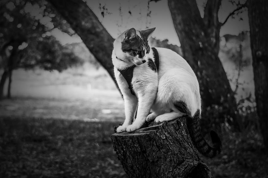Posing Kitty Photograph by Leticia Latocki