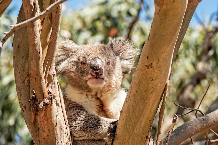 Posing Koala Photograph by Catherine Reading