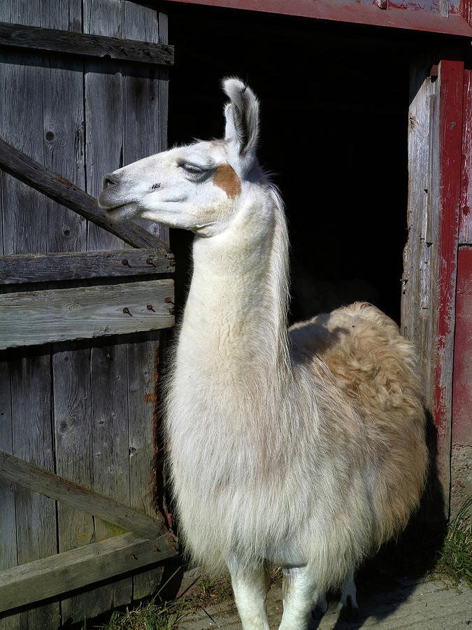 Posing Llama Photograph by Scott Kingery
