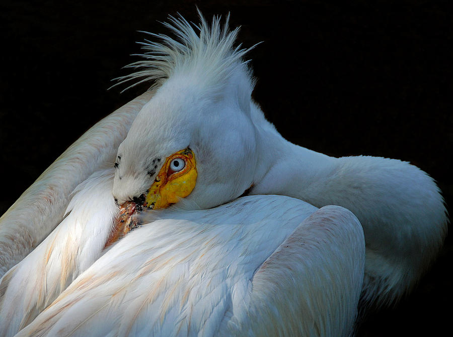 Pelican Photograph - Posing by Lorenzo Cassina