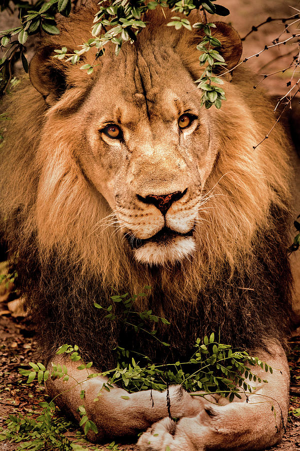 Posing Male Lion Photograph by Don Johnson