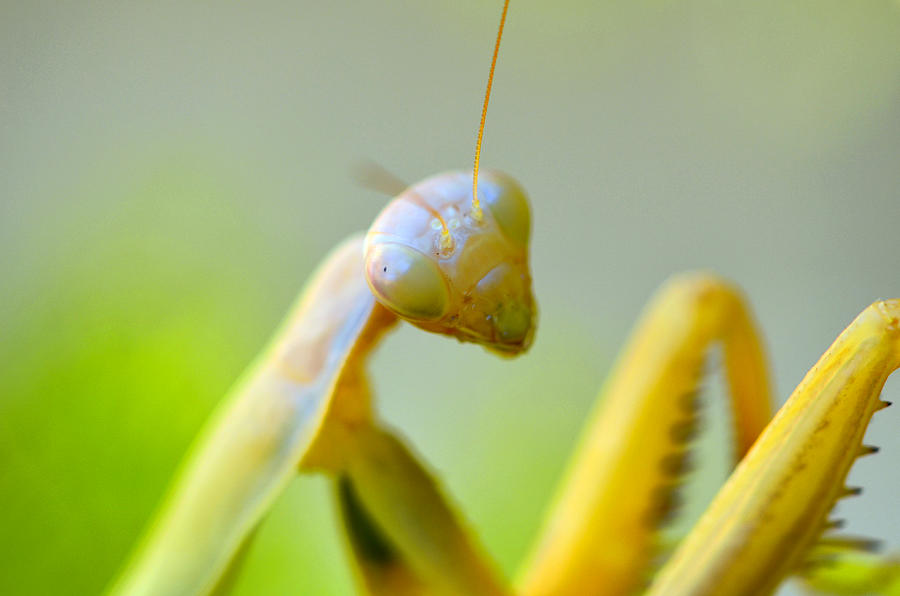 Posing Mantis Photograph by Spencer Hughes