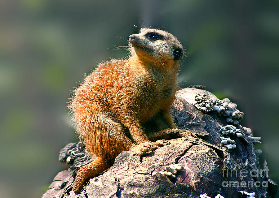 Posing Meerkat Photograph by Jutta Maria Pusl