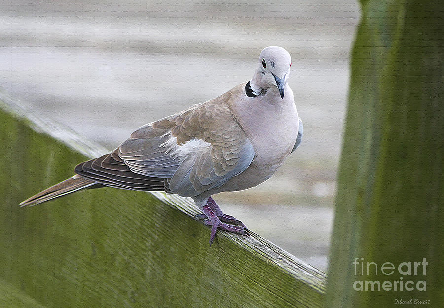 Dove Photograph - Posing On The Fence by Deborah Benoit