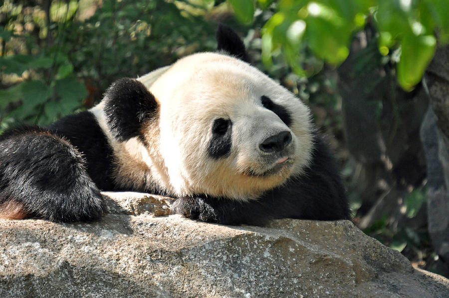 Posing Panda Photograph by Teresa Blanton