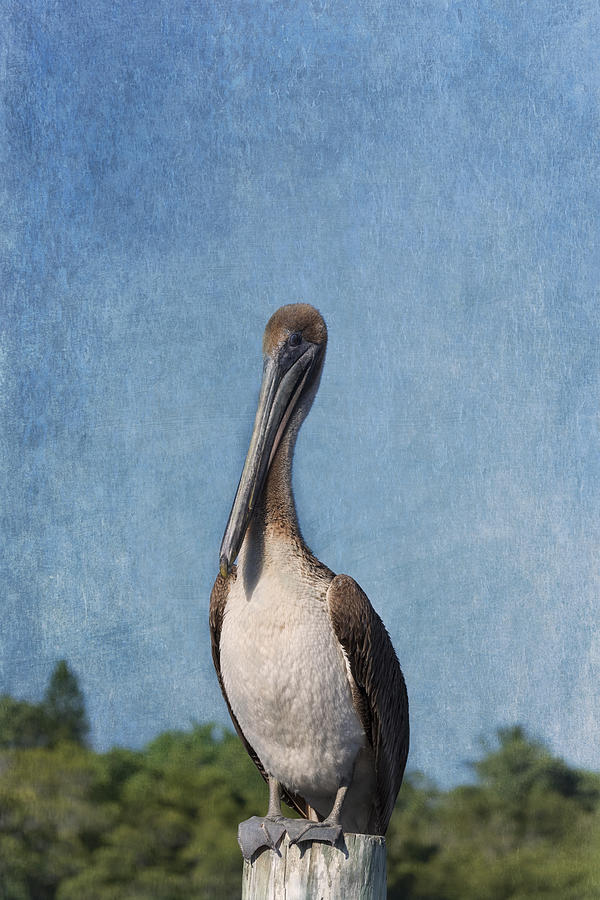 Pelican Photograph - Posing Pelican by Kim Hojnacki